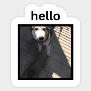 Cute Funny Silly Husky Dog Looking Up Hello Caption Sticker